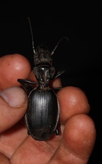 Anthia cinctipennis