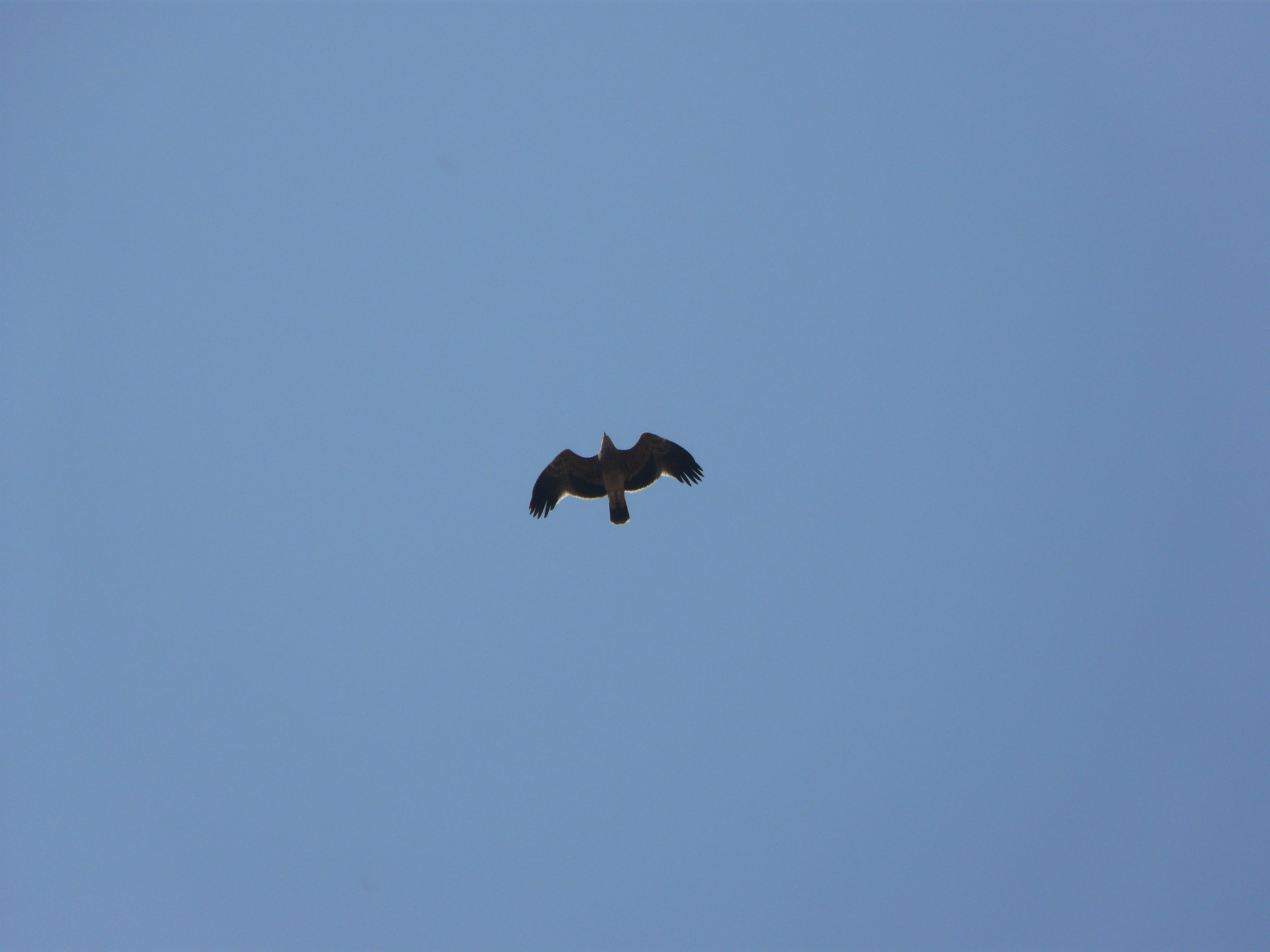 Eastern Imperial Eagle