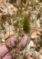 Nemesia diffusa