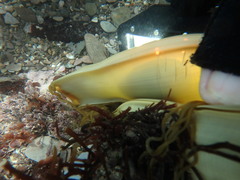 Scyliorhinus stellaris