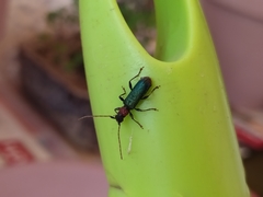 Cartallum ebulinum
