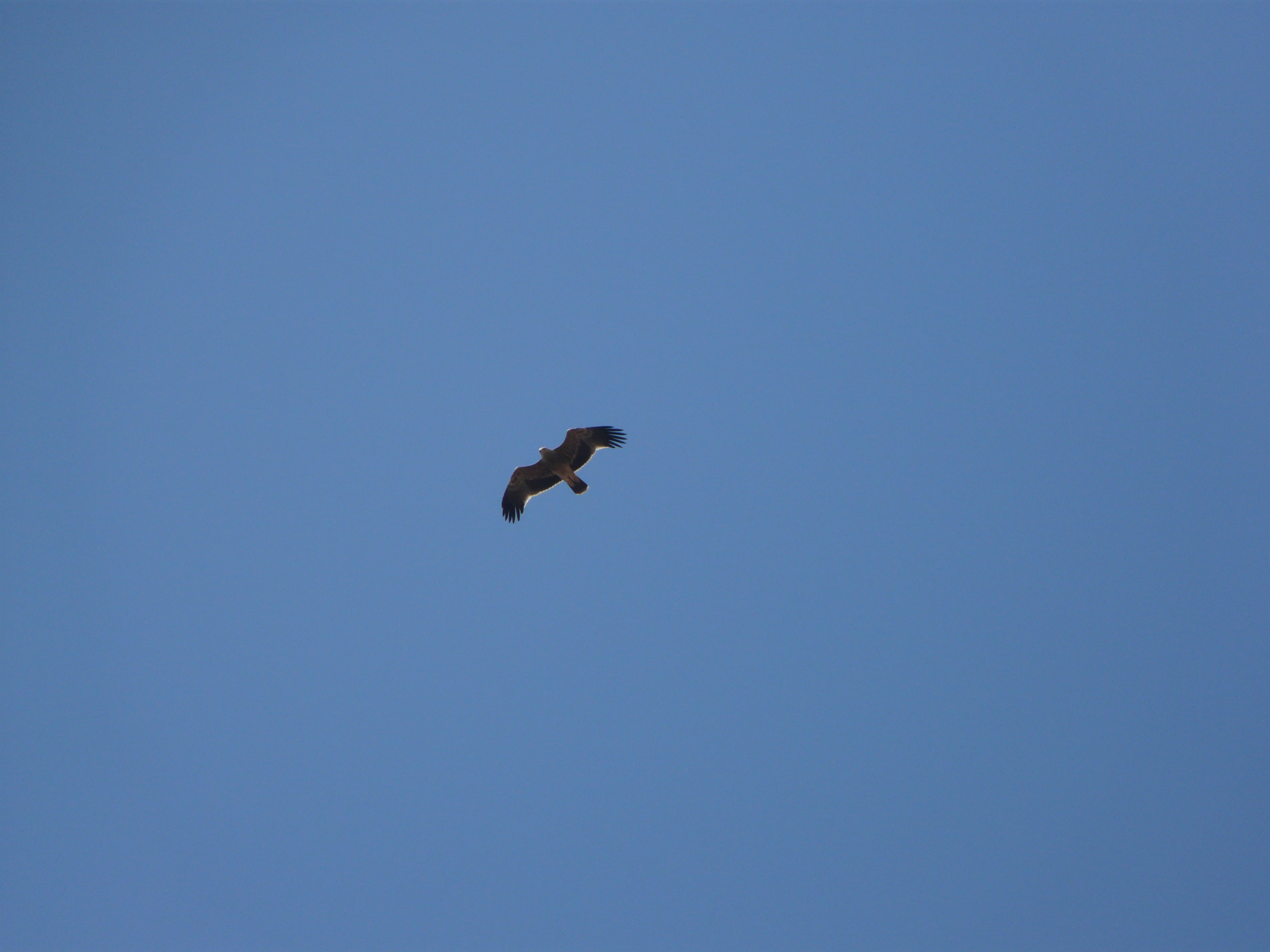 Eastern Imperial Eagle