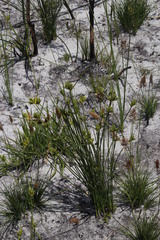 Bobartia longicyma