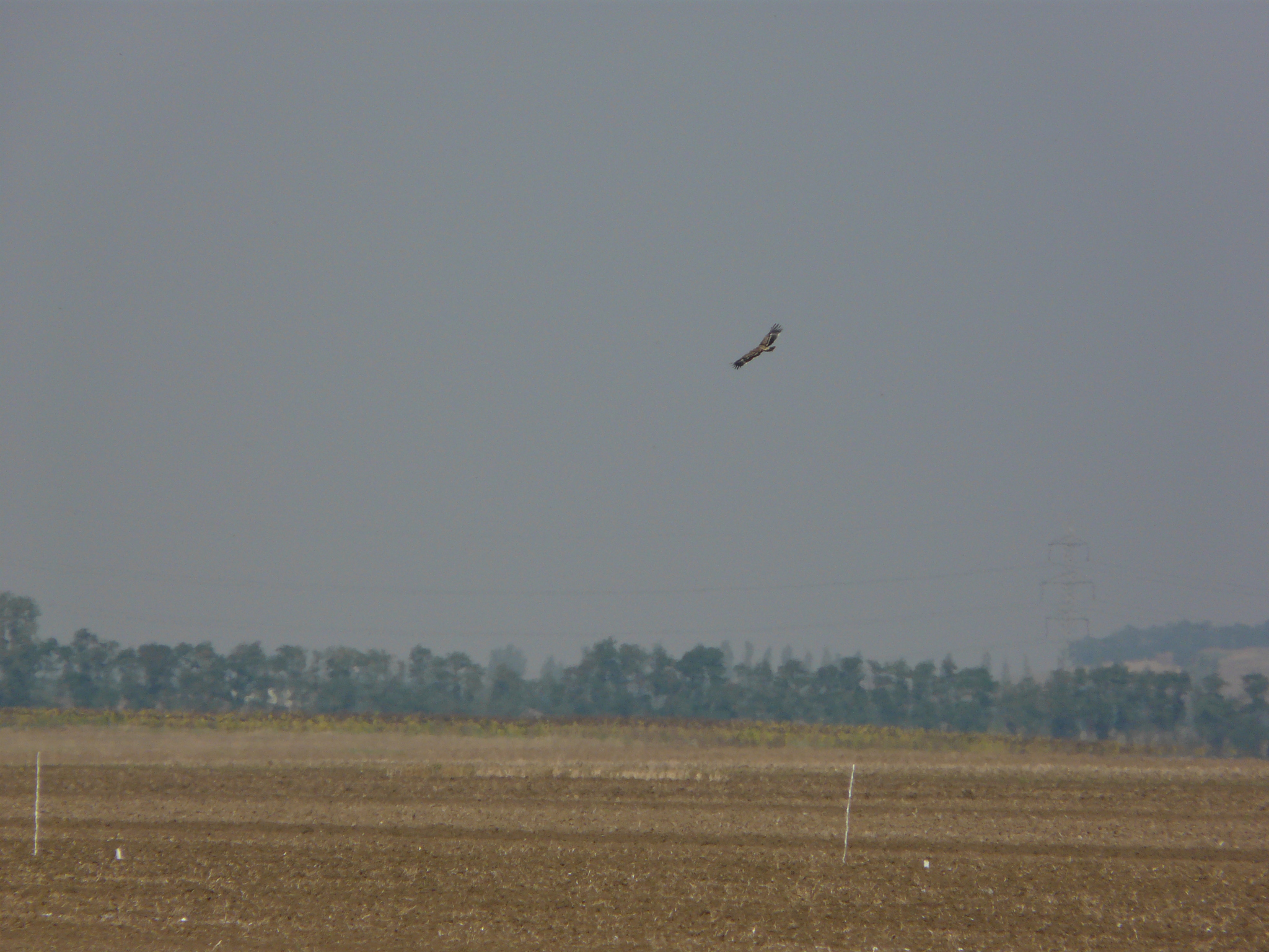 Eastern Imperial Eagle