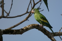 Brotogeris versicolurus