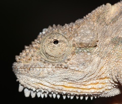Bradypodion ventrale