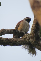 Calicalicus madagascariensis