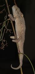 Bradypodion ventrale