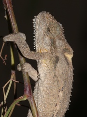 Bradypodion ventrale