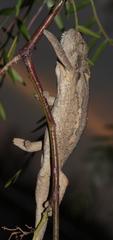 Bradypodion ventrale
