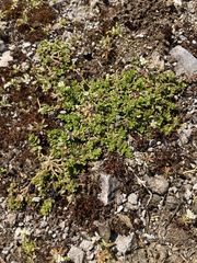 Illecebrum verticillatum