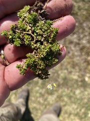 Illecebrum verticillatum