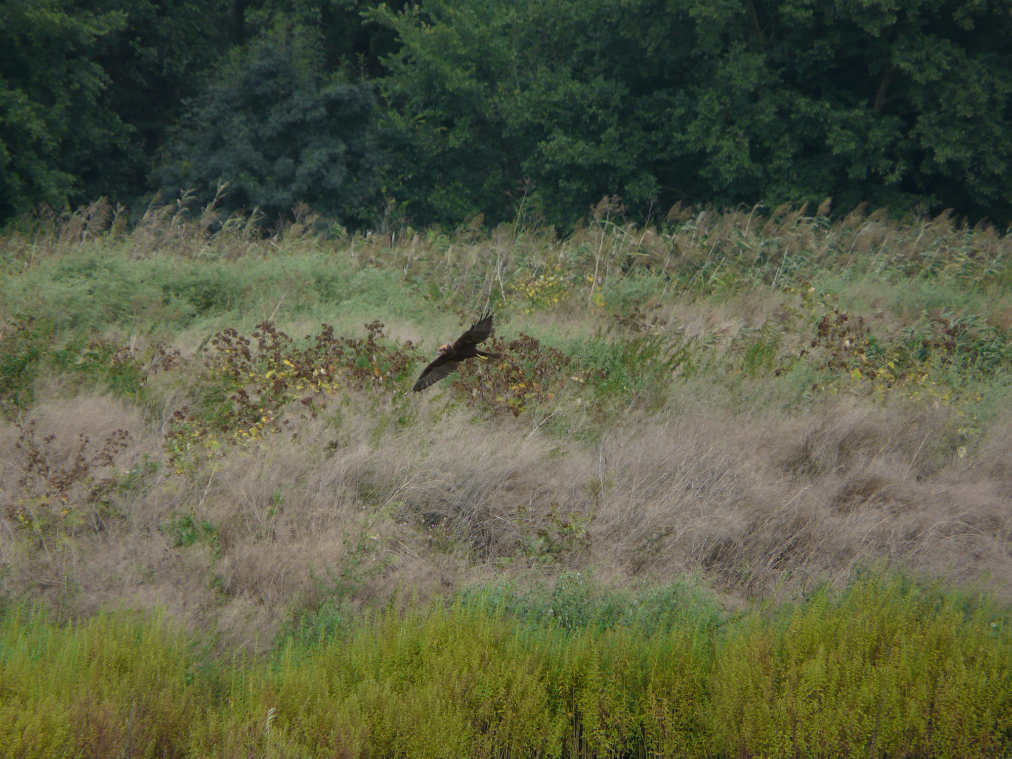 Western Marsh Harrier