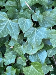 Hedera helix