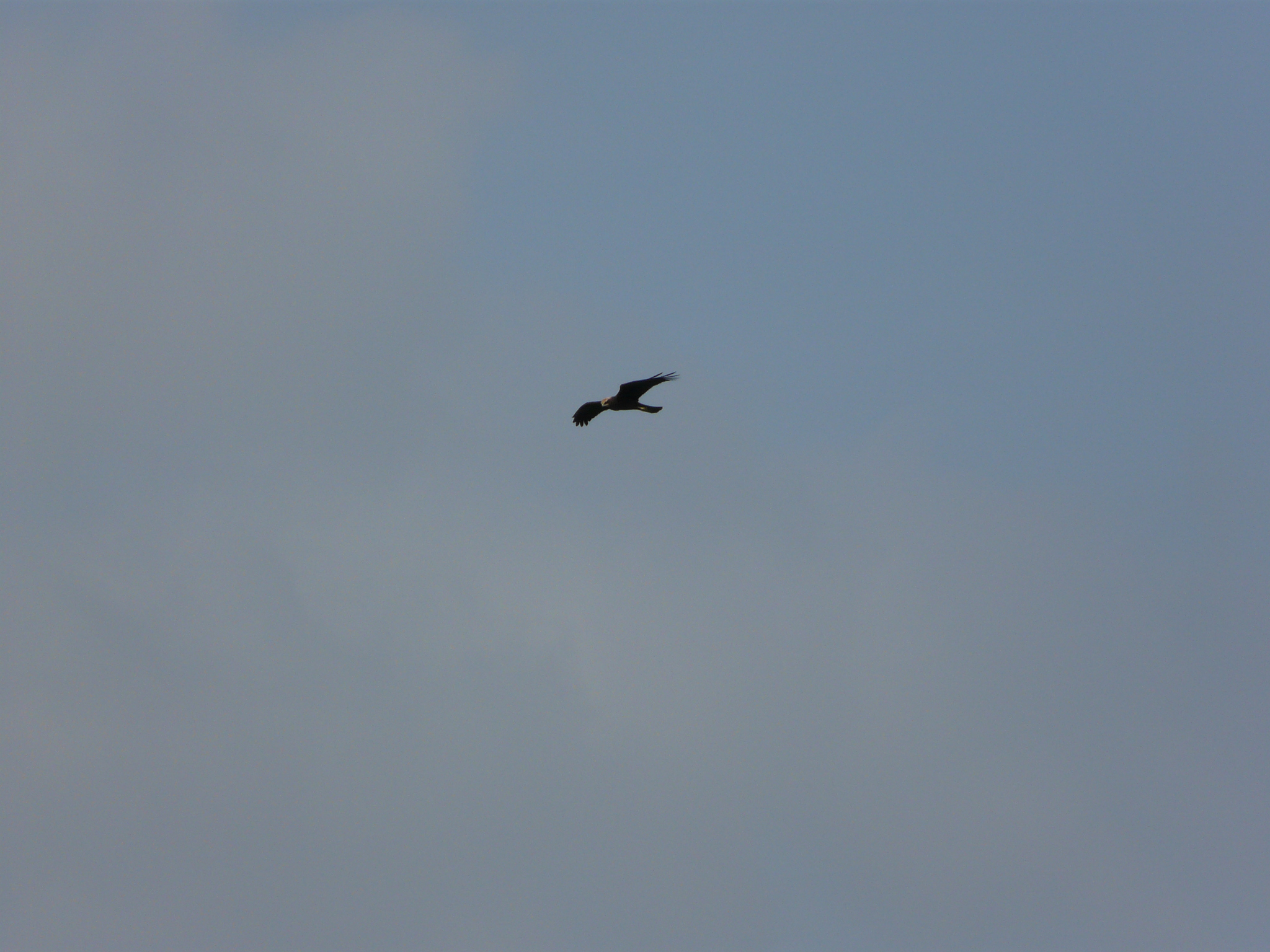 Western Marsh Harrier