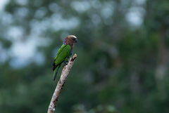 Deroptyus accipitrinus