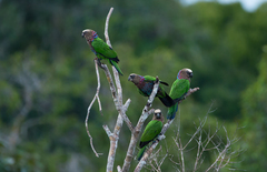 Deroptyus accipitrinus