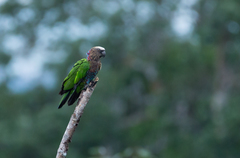 Deroptyus accipitrinus