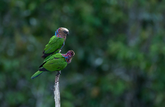 Deroptyus accipitrinus