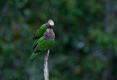 Deroptyus accipitrinus