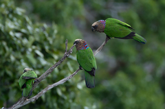 Deroptyus accipitrinus