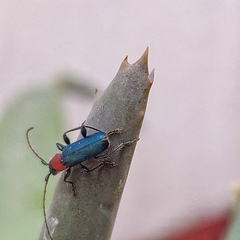 Cartallum ebulinum