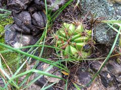 Echinopsis