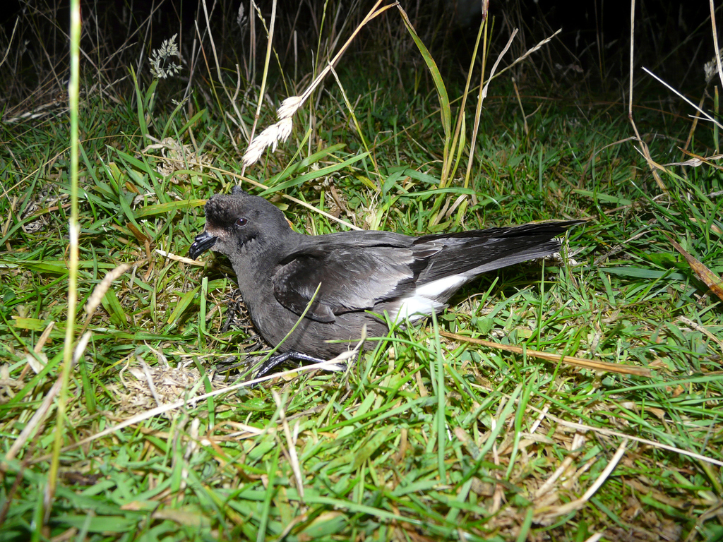 Northern Storm-Petrels