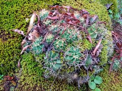 Trichocereeae