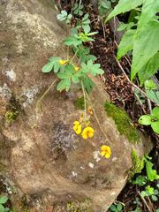 Arachis hypogaea