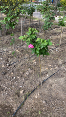 Magnoliopsida