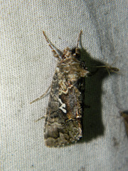 Syngrapha alias