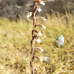 Schiedeella transversalis