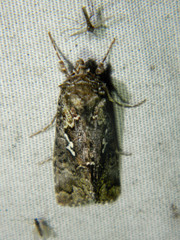 Syngrapha alias