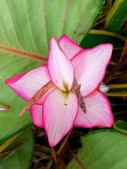 Goeppertia loeseneri