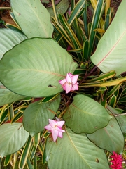 Goeppertia loeseneri