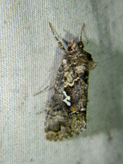 Syngrapha alias