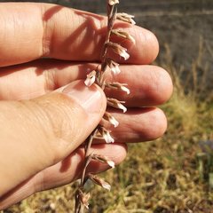 Schiedeella transversalis