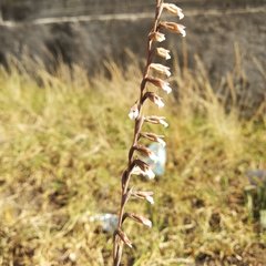 Schiedeella transversalis