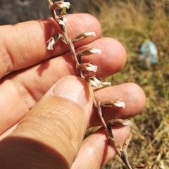 Schiedeella transversalis