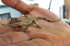 Hemidactylus mercatorius
