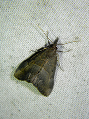 Hypena eductalis