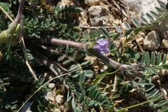 Astragalus sesameus