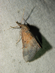 Hypena eductalis