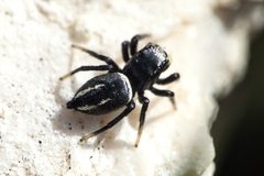 Heliophanus melinus