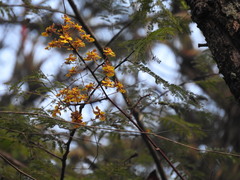 Trichocentrum cebolleta