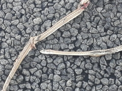 Psammophis leightoni