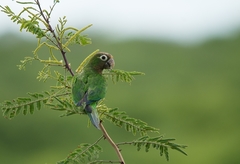 Eupsittula cactorum