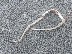 Psammophis leightoni
