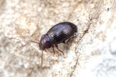 Catomus